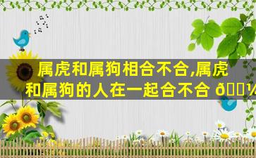 属虎和属狗相合不合,属虎和属狗的人在一起合不合 🌼